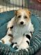 Jack Russell Terrier Puppies for sale in Seattle, WA, USA. price: $500