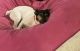 Jack Russell Terrier Puppies for sale in Eden, NC 27288, USA. price: $75