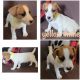Jack Russell Terrier Puppies for sale in La Puente, CA, USA. price: $1,300