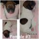 Jack Russell Terrier Puppies for sale in La Puente, CA, USA. price: $1,800