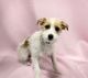 Jack Russell Terrier Puppies for sale in Dundee, OH 44624, USA. price: $995