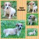 Jack Russell Terrier Puppies for sale in Advance, NC 27006, USA. price: $500