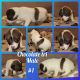Jack Russell Terrier Puppies for sale in Advance, NC 27006, USA. price: $600
