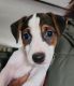 Jack Russell Terrier Puppies for sale in Brookings, OR 97415, USA. price: $900