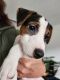 Jack Russell Terrier Puppies for sale in Brookings, OR 97415, USA. price: $900