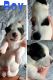 Jack Russell Terrier Puppies for sale in Wallsend, UK. price: 550 GBP