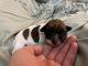 Jack Russell Terrier Puppies for sale in Redmond, OR 97756, USA. price: $1,000