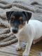 Jack Russell Terrier Puppies for sale in Miami, FL, USA. price: $1,500
