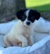 Jack Russell Terrier Puppies for sale in 1810 Zurlo Way, Sacramento, CA 95835, USA. price: $1,500