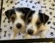 Jack Russell Terrier Puppies for sale in Sawyer County, WI, USA. price: $2,000