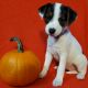 Jack Russell Terrier Puppies for sale in Downingtown, PA 19335, USA. price: $600