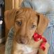 Jack Russell Terrier Puppies for sale in Cochranville, PA 19330, USA. price: $300