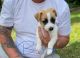 Jack Russell Terrier Puppies for sale in MacGregor ACT 2615, Australia. price: $1,700