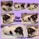 Jack Russell Terrier Puppies for sale in Advance, NC 27006, USA. price: $700