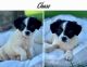 Jack Russell Terrier Puppies for sale in 1810 Zurlo Way, Sacramento, CA 95835, USA. price: $800