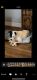 Jack Russell Terrier Puppies for sale in Gulfport, MS, USA. price: NA