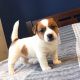 Jack Russell Terrier Puppies for sale in East Boston, Massachusetts. price: $550
