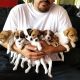 Jack Russell Terrier Puppies for sale in Denver, Colorado. price: $400