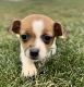 Jack Russell Terrier Puppies for sale in Punxsutawney, PA 15767, USA. price: $450