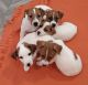 Jack Russell Terrier Puppies for sale in Los Angeles, California. price: NA