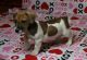 Jack Russell Terrier Puppies for sale in Honolulu, Hawaii. price: $400