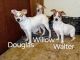 Jack Russell Terrier Puppies for sale in Blanchard, Michigan. price: $250