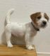 Jack Russell Terrier Puppies for sale in Montgomery, Alabama. price: $500