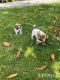 Jack Russell Terrier Puppies for sale in Oklahoma City, Oklahoma. price: $500