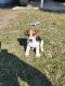 Jack Russell Terrier Puppies for sale in Chiefland, FL 32626, USA. price: $1,000