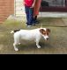 Jack Russell Terrier Puppies for sale in Upper Marlboro, Maryland. price: $50
