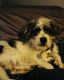 Jack Russell Terrier Puppies for sale in Ofallon, Missouri. price: NA