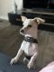 Jack Russell Terrier Puppies for sale in Las Vegas, Nevada. price: $250
