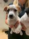 Jack Russell Terrier Puppies for sale in Aschaffenburg, Bayern. price: 300 EUR