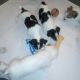 Jack Russell Terrier Puppies for sale in Pittsburgh, Pennsylvania. price: $500