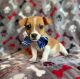Jack Russell Terrier Puppies for sale in Englewood, Florida. price: $1,000