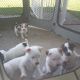 Jack Russell Terrier Puppies for sale in Pittsburgh, Pennsylvania. price: $50,000