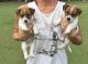 Jack Russell Terrier Puppies for sale in Rockhampton, Queensland. price: $1,500