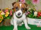 Jack Russell Terrier Puppies for sale in Hammond, IN, USA. price: $350