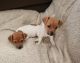 Jack Russell Terrier Puppies for sale in Salisbury, South Australia. price: $2,000