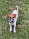 Jack Russell Terrier Puppies for sale in Sumner, Queensland. price: $800