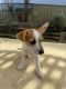 Jack Russell Terrier Puppies for sale in Bossley Park, New South Wales. price: $600