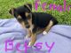 Jack Russell Terrier Puppies for sale in Bowie, TX 76230, USA. price: $300