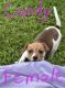 Jack Russell Terrier Puppies for sale in Bowie, TX 76230, USA. price: $300