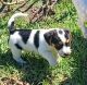 Jack Russell Terrier Puppies for sale in Cessnock, New South Wales. price: $1,000