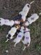 Jack Russell Terrier Puppies for sale in Stanthorpe, Queensland. price: $750