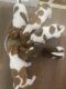 Jack Russell Terrier Puppies for sale in Wagga Wagga, New South Wales. price: $500