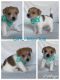 Jack Russell Terrier Puppies for sale in Brisbane, Queensland. price: $1,100