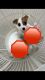 Jack Russell Terrier Puppies for sale in Wodonga, Victoria. price: $300