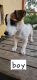 Jack Russell Terrier Puppies for sale in Sunshine Coast, Queensland. price: $900