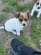 Jack Russell Terrier Puppies for sale in Craigieburn, Victoria. price: $500